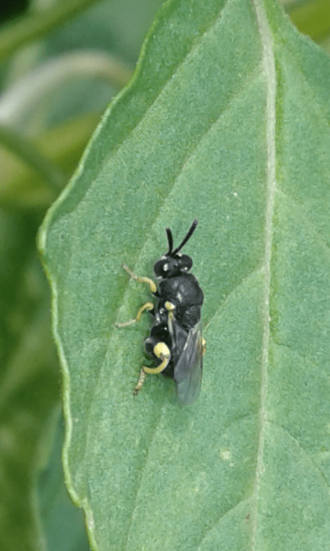 Chalcididae: Brachymeria sp.?... Chalcididae sp.